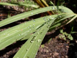 Dew drops beading along long green leaves